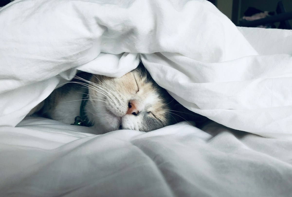 Cải Thiện Giấc Ngủ Sâu (Deep Sleep): Bí Quyết Vàng Cho Sức Khỏe, Sắc Đẹp & Trẻ Hóa Tế Bào Phái Đẹp
